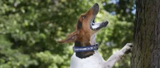 Treeing Walker Coonhound Big Wins Championship | Purina Pro Club